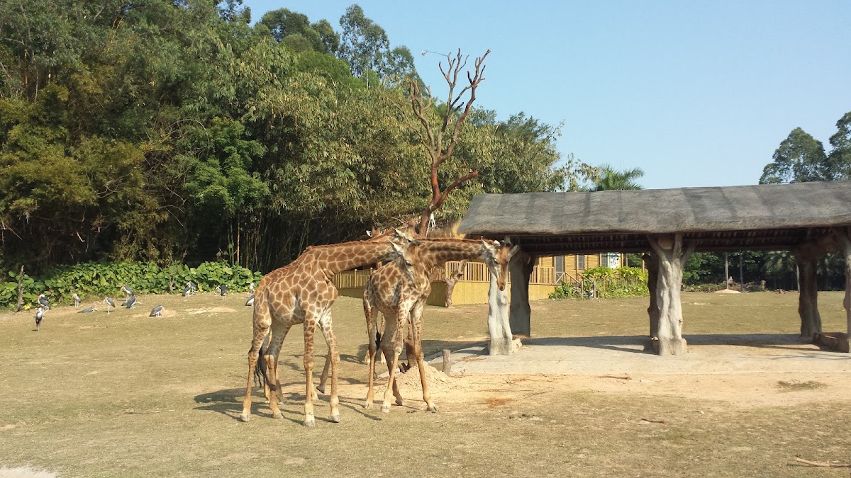 Chimelong Safari Park Tourist Service Center