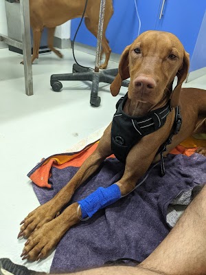 ד"ר ניר גבע- מרפאה וטרינרית