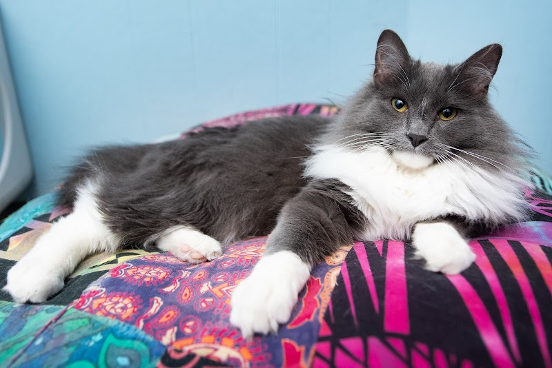 Alley Cat Cafe photo 3