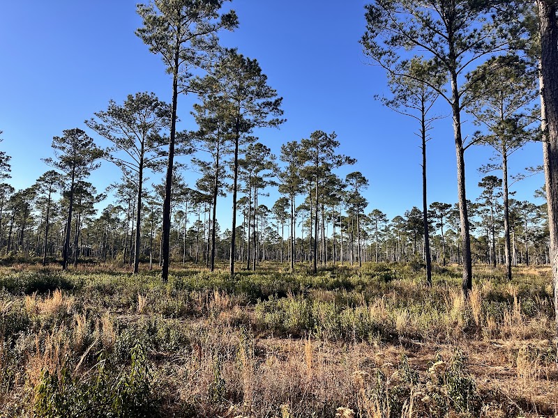 Dorchester Shooting Preserve photo