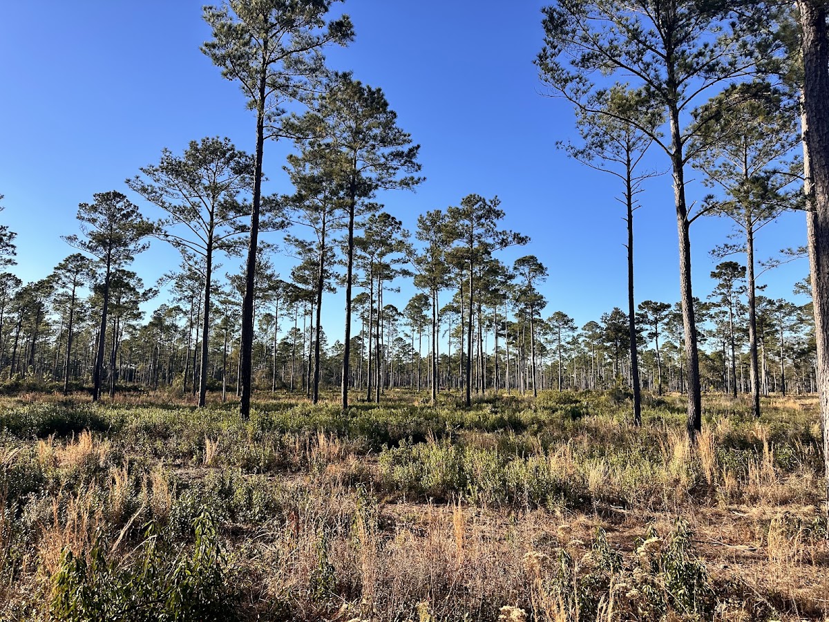 Dorchester Shooting Preserve