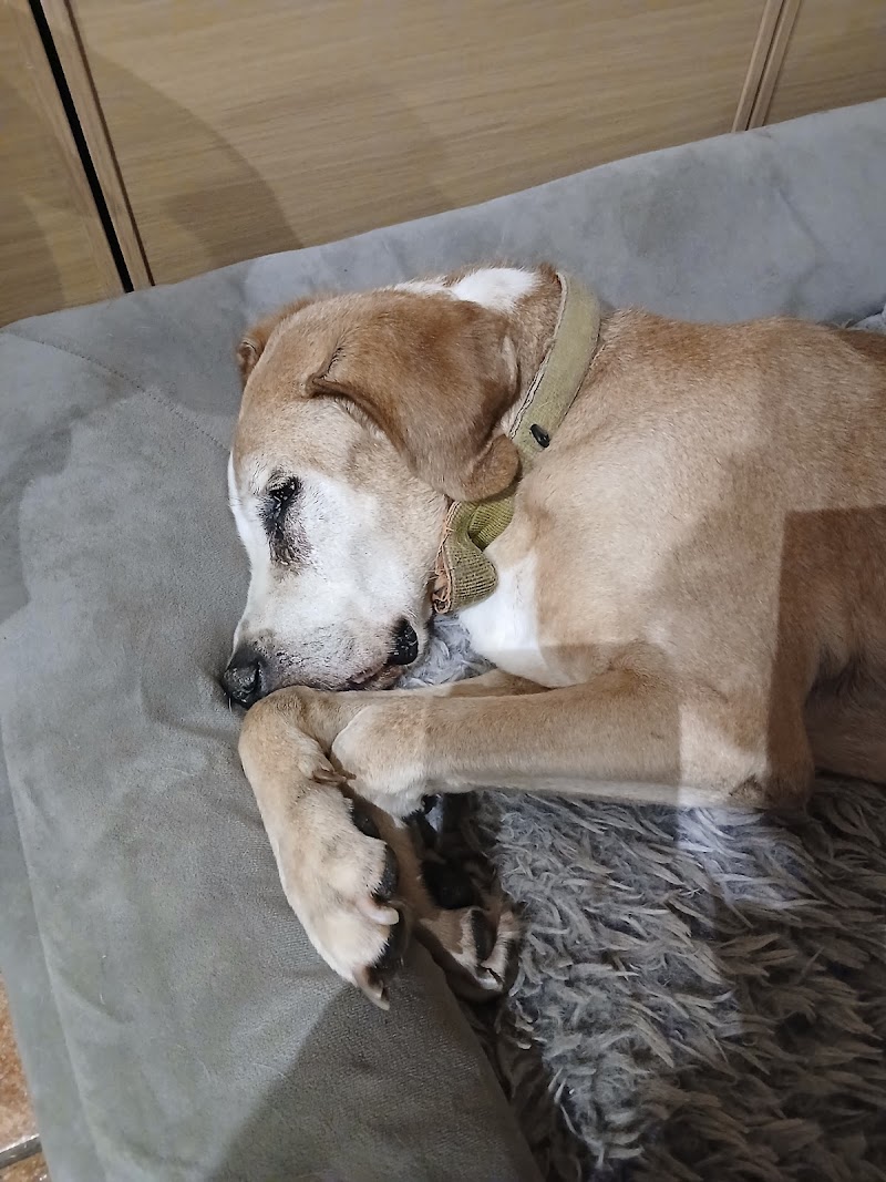 Medivet Centre Veterinari