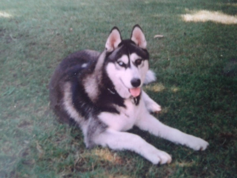 Clínica Veterinara Don Can photo 5