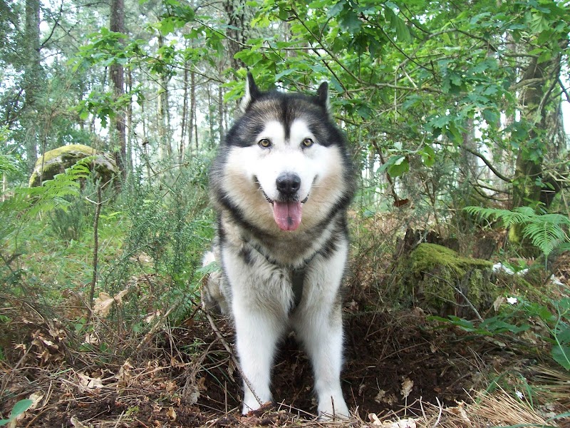 Clínica Veterinara Don Can photo 1