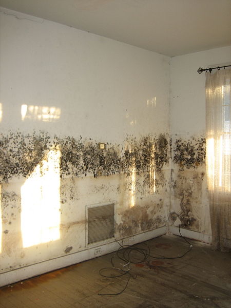 AWA Environmental - Saint Louis Mold Inspectors — photo