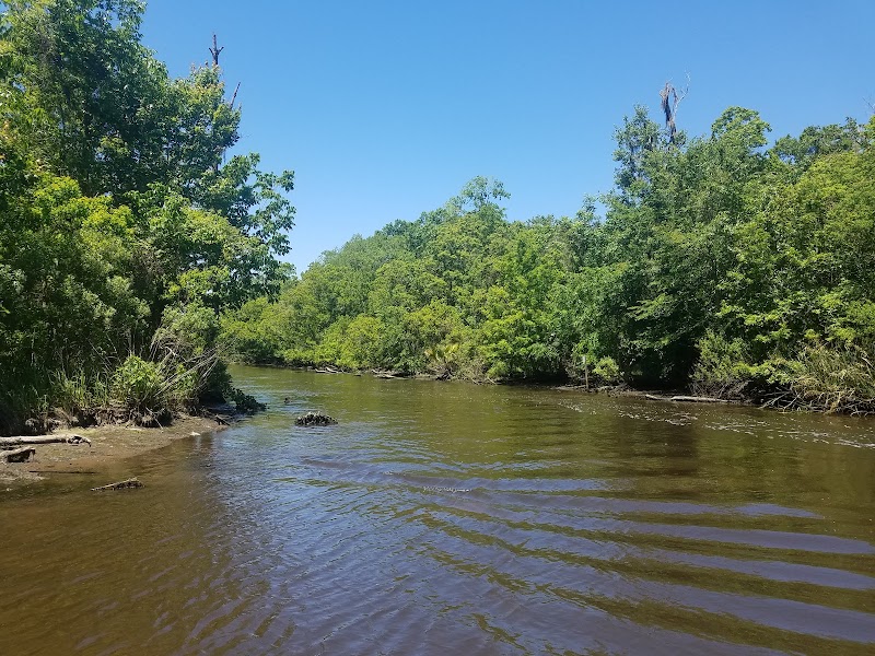 Maurepas Swamp Wildlife Management Area - Photo 3