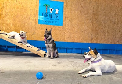 דוג ריזורט פנסיון נופש לכלבים
