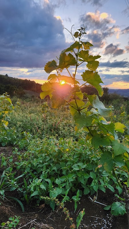 Vinicola Gaudio
