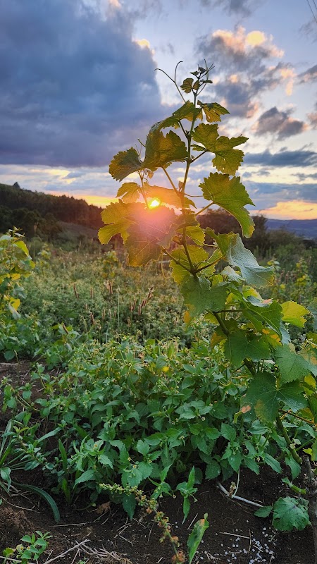 Vinicola Gaudio