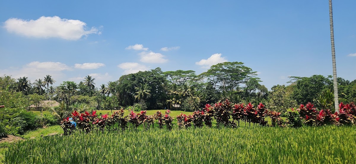 Bali Bird Walks