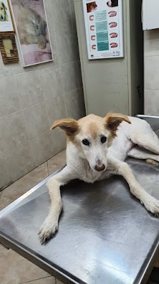 ד''ר אילון יעל