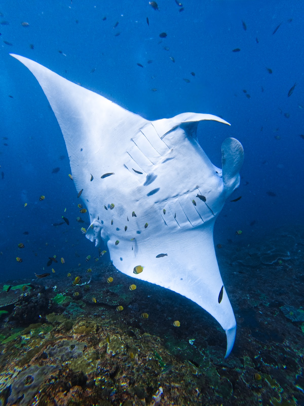 Manta Point