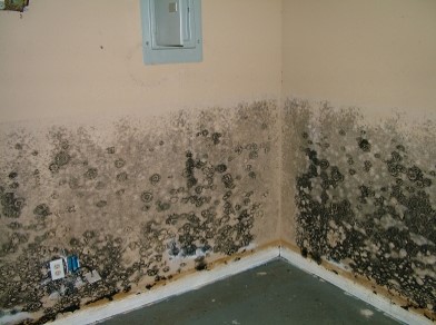 Tampa Bay Mold Testing — photo