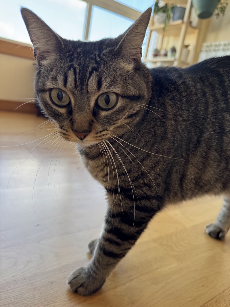 SOLOGATOS - AniCura Canido Clínica Veterinaria photo 5