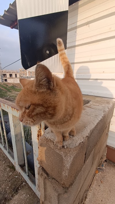 Sarı Kedi - Kafe