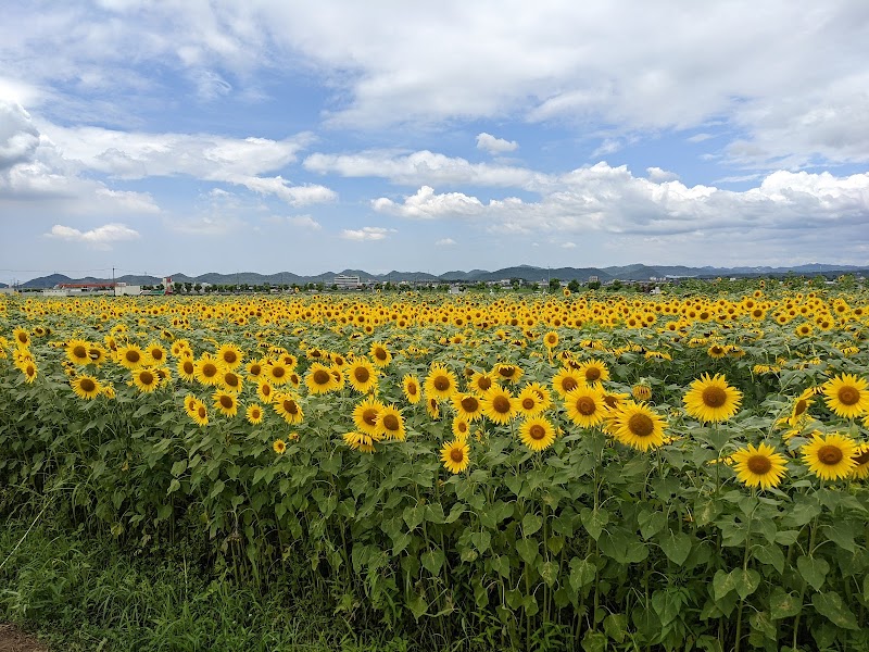 ひまわりの丘公園