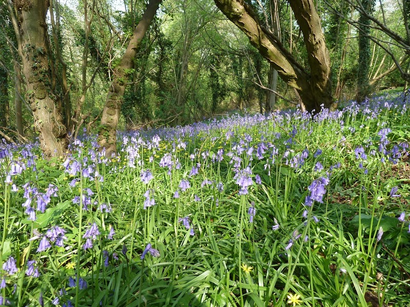 RSPB Swell Wood