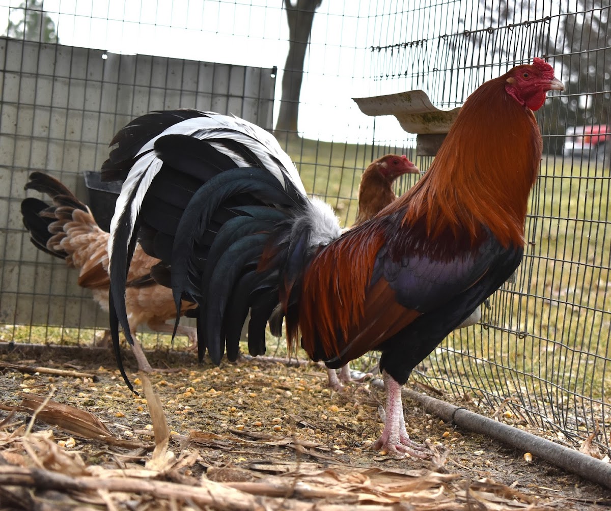 Pinnon Hatch Farms LLC