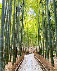 Hokokuji Bamboo Forest