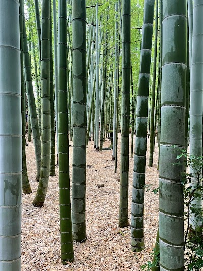 Hokokuji Bamboo Grove - 2