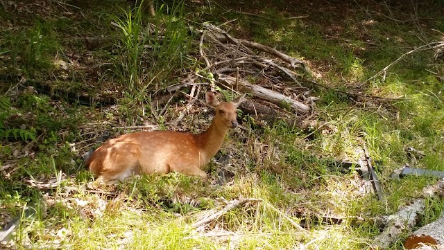 Fuji River Country Club - Photo 7