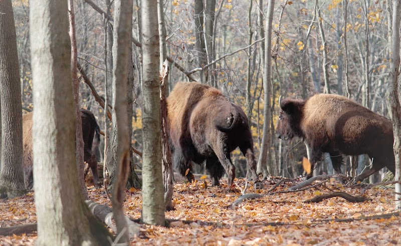 Finger Lakes Hunting Preserve - Photo 1
