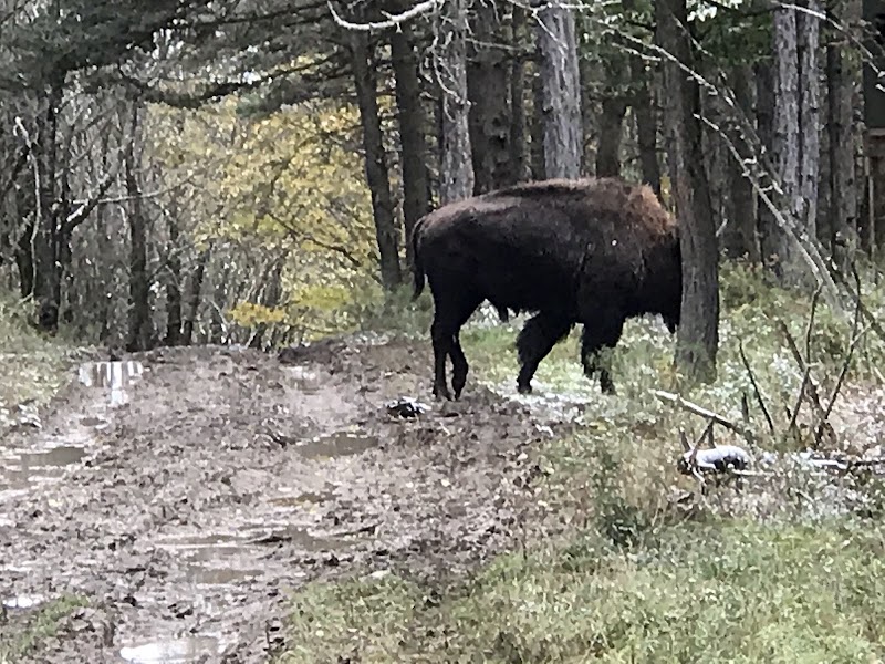 Finger Lakes Hunting Preserve - Photo 3