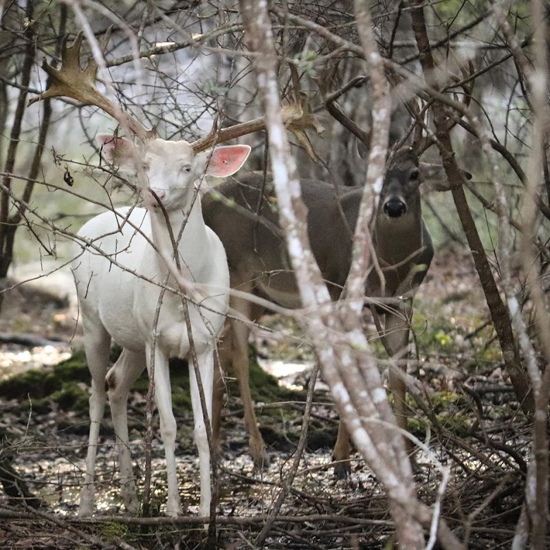 Acadian Whitetails & Exotics - Photo 2