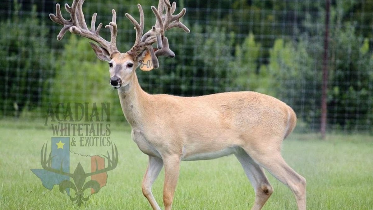 Acadian Whitetails & Exotics