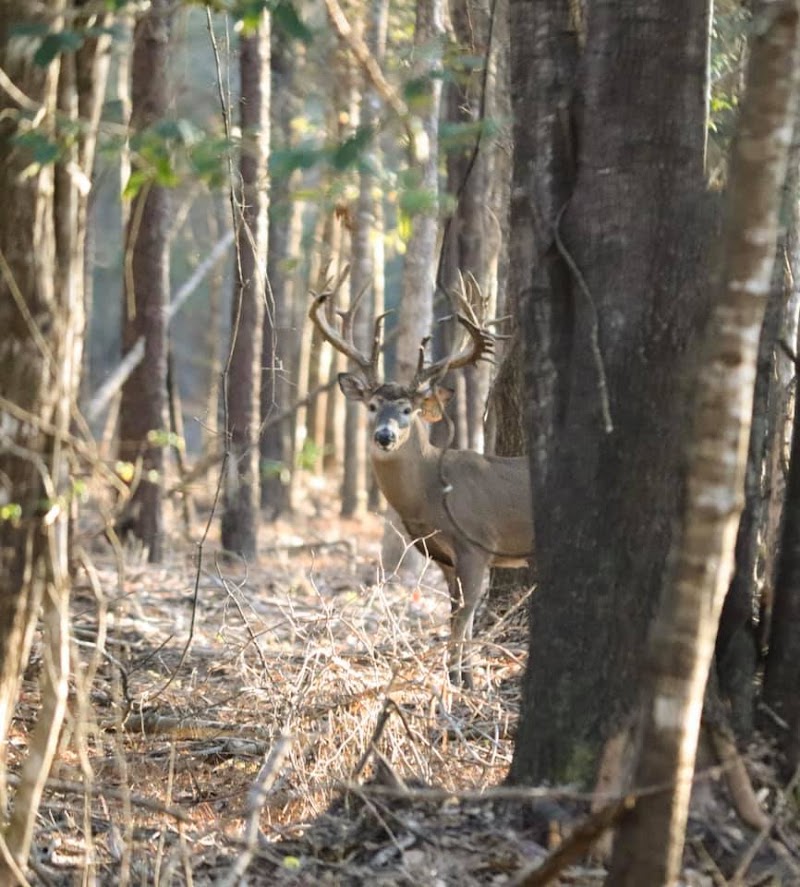 Acadian Whitetails & Exotics - Photo 5