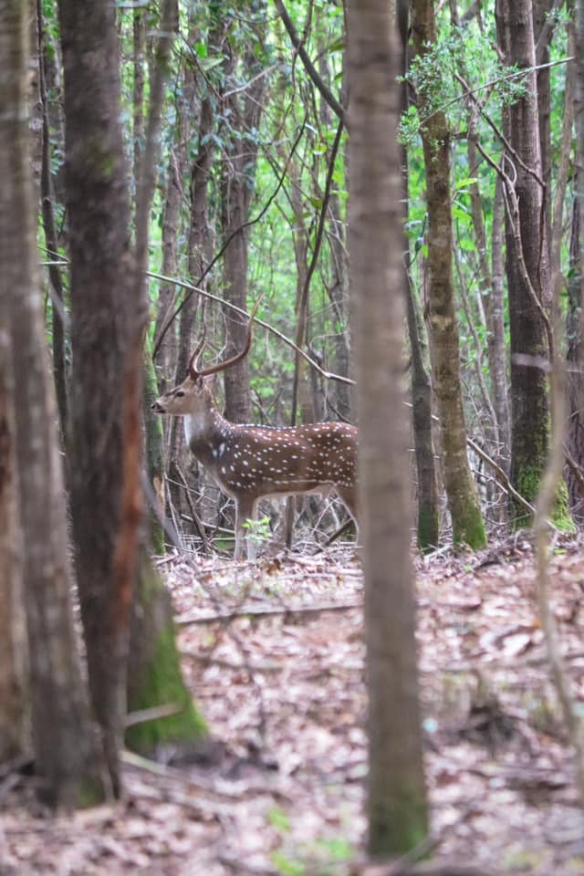 Acadian Whitetails & Exotics - Photo 4
