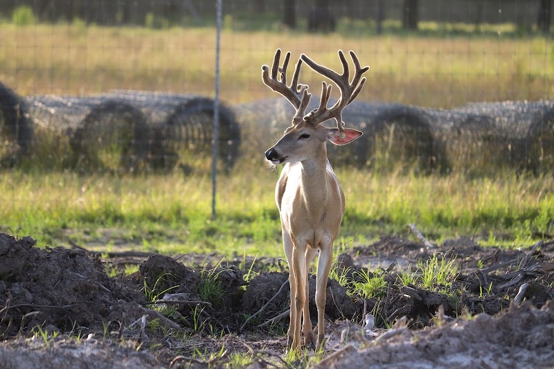 Acadian Whitetails & Exotics - Photo 1