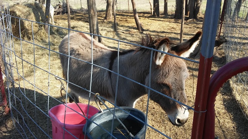 Royal Horse Ranch - Photo 2