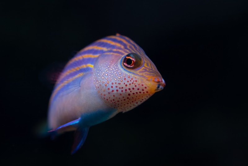 Aquazoo Löbbecke Museum Dusseldorf