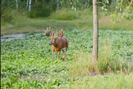 Open Trails Trophy Whitetails - Photo 3