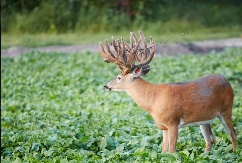 Open Trails Trophy Whitetails - Photo 2