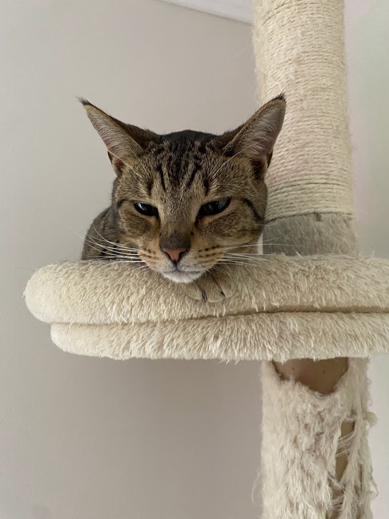 Tabby & Fidos Cat Cafe photo 3
