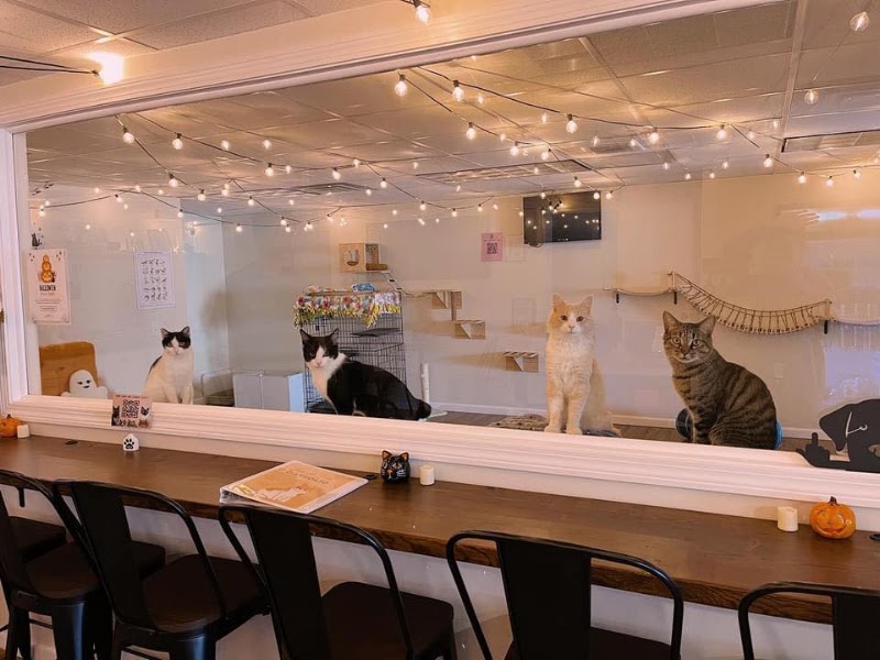 Tabby & Fidos Cat Cafe photo 1