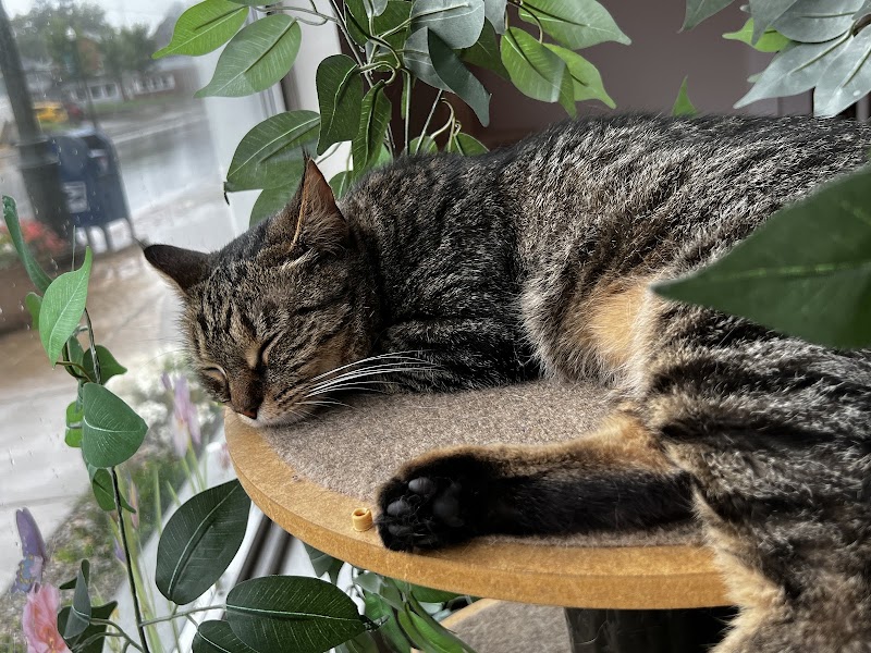 Tabby & Fidos Cat Cafe photo 4