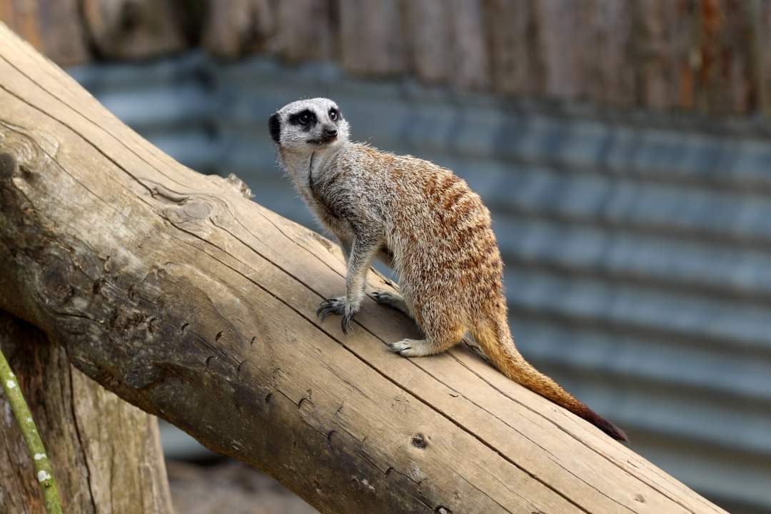 Secret Valley Wildlife Park