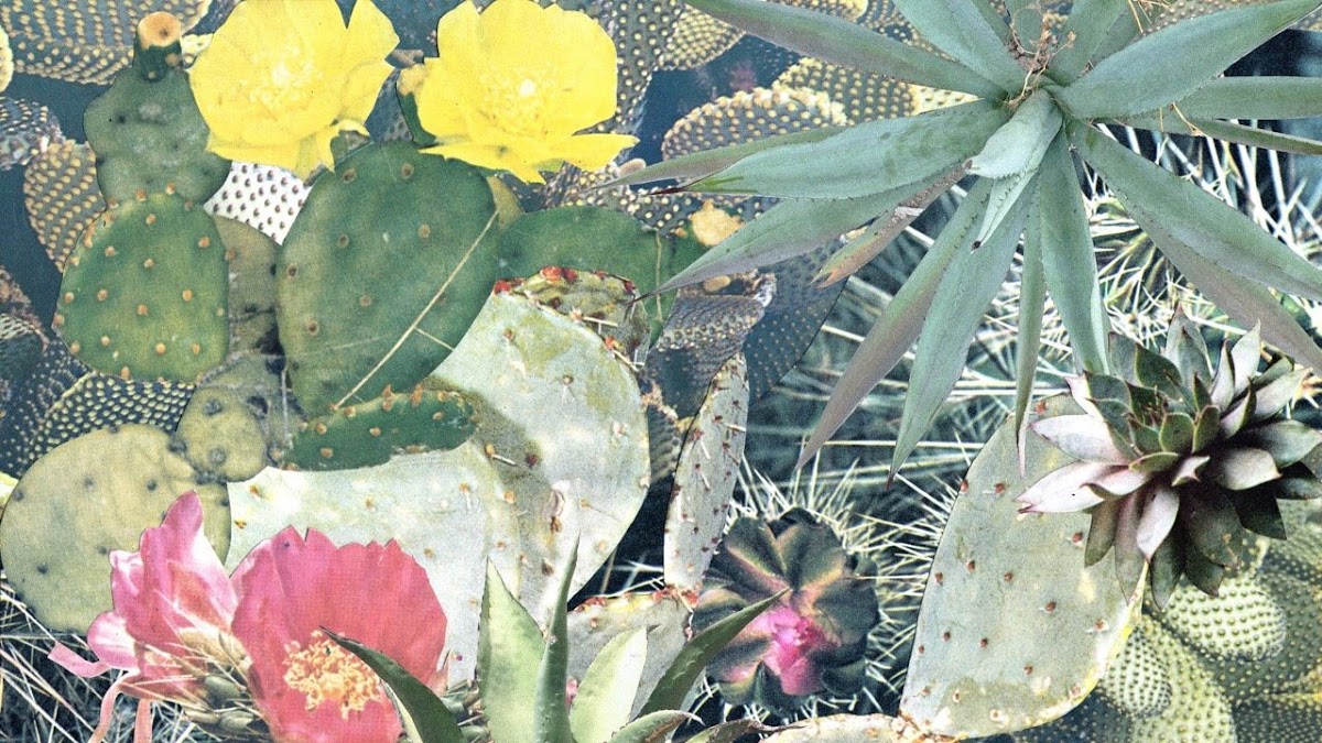 Clavel photo 3