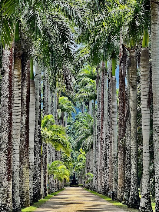 Jardim Botânico do Rio de Janeiro fotoğraf 1
