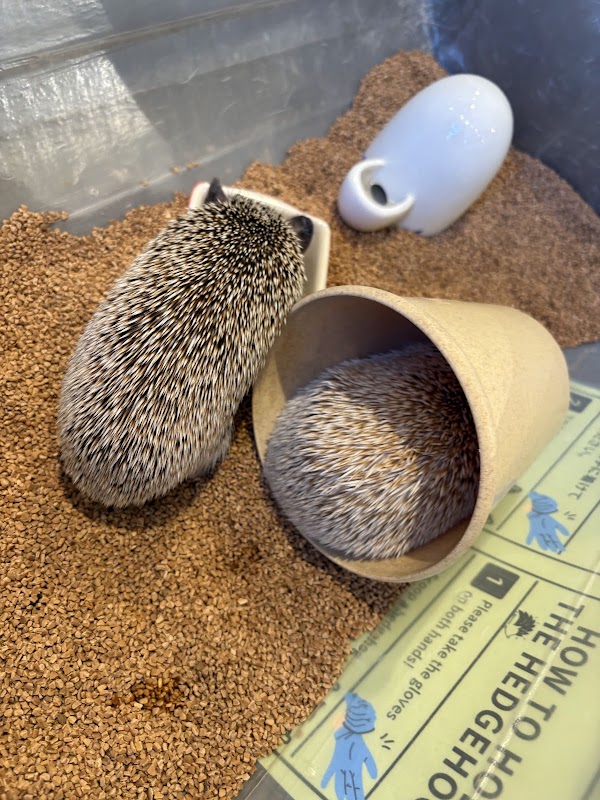 HARRY HARAJUKU terrace otter cafe photo 8