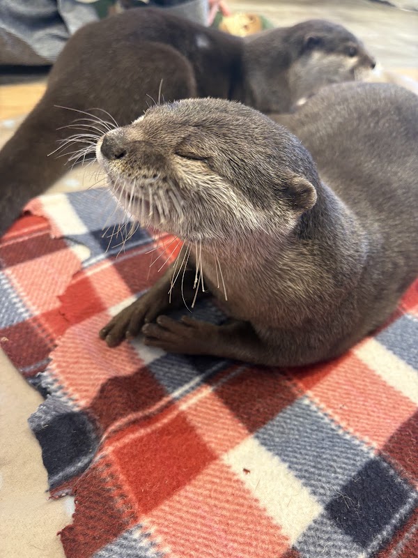 HARRY HARAJUKU terrace otter cafe photo 5