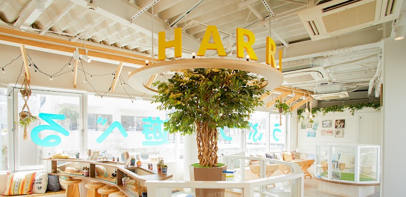 HARRY HARAJUKU terrace otter cafe photo 1