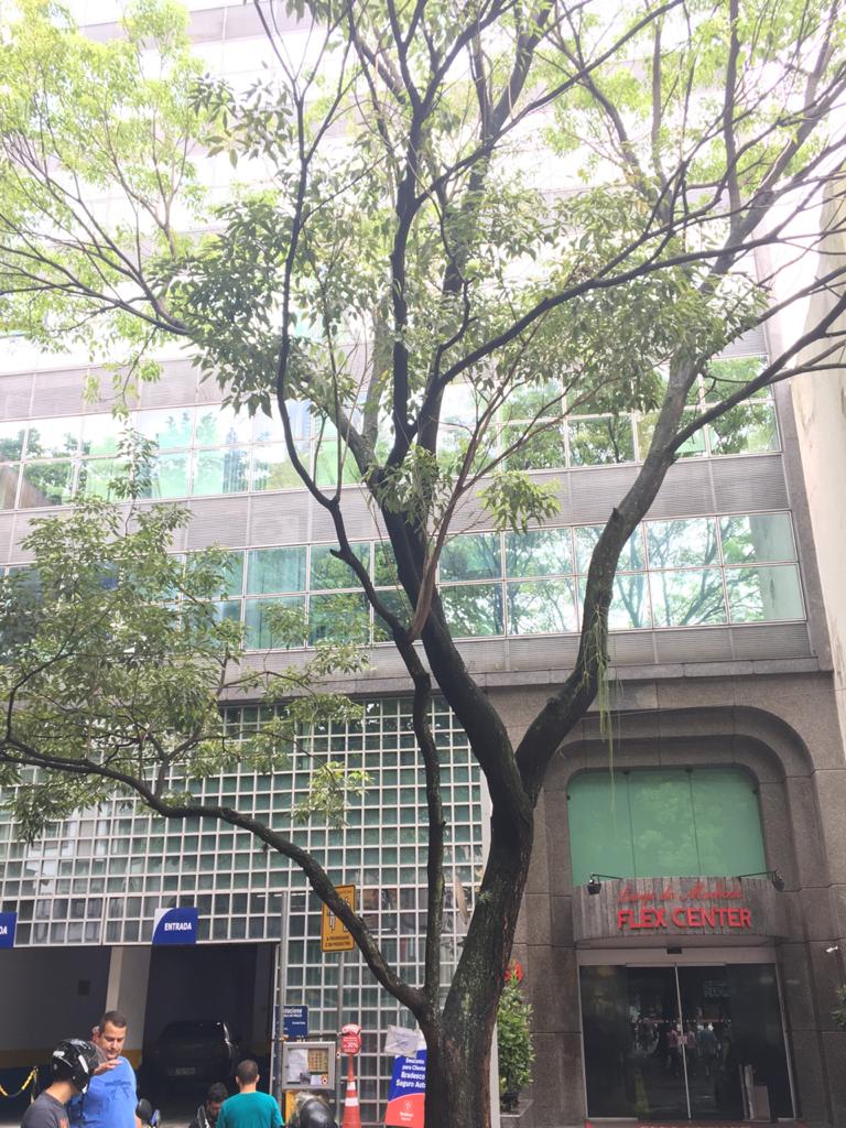 Dra Carolina Carneiro - Dentista na Zona Sul, Rio de Janeiro | Tratamento de Canal, Implante, Prótese - foto 2