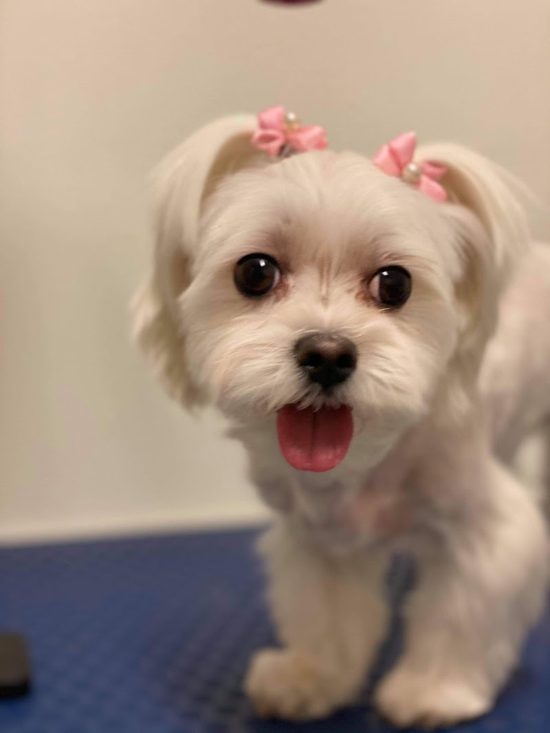 Hundfrisören & SPA Stockholm AB