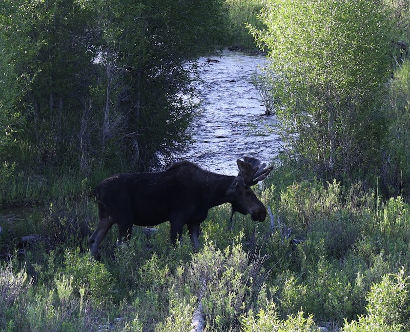 BrushBuck Wildlife Tours - Photo 2