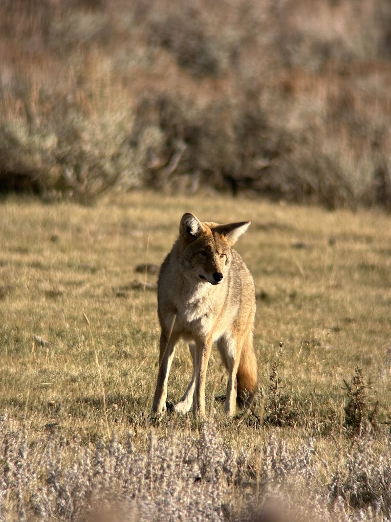 BrushBuck Wildlife Tours - Photo 4