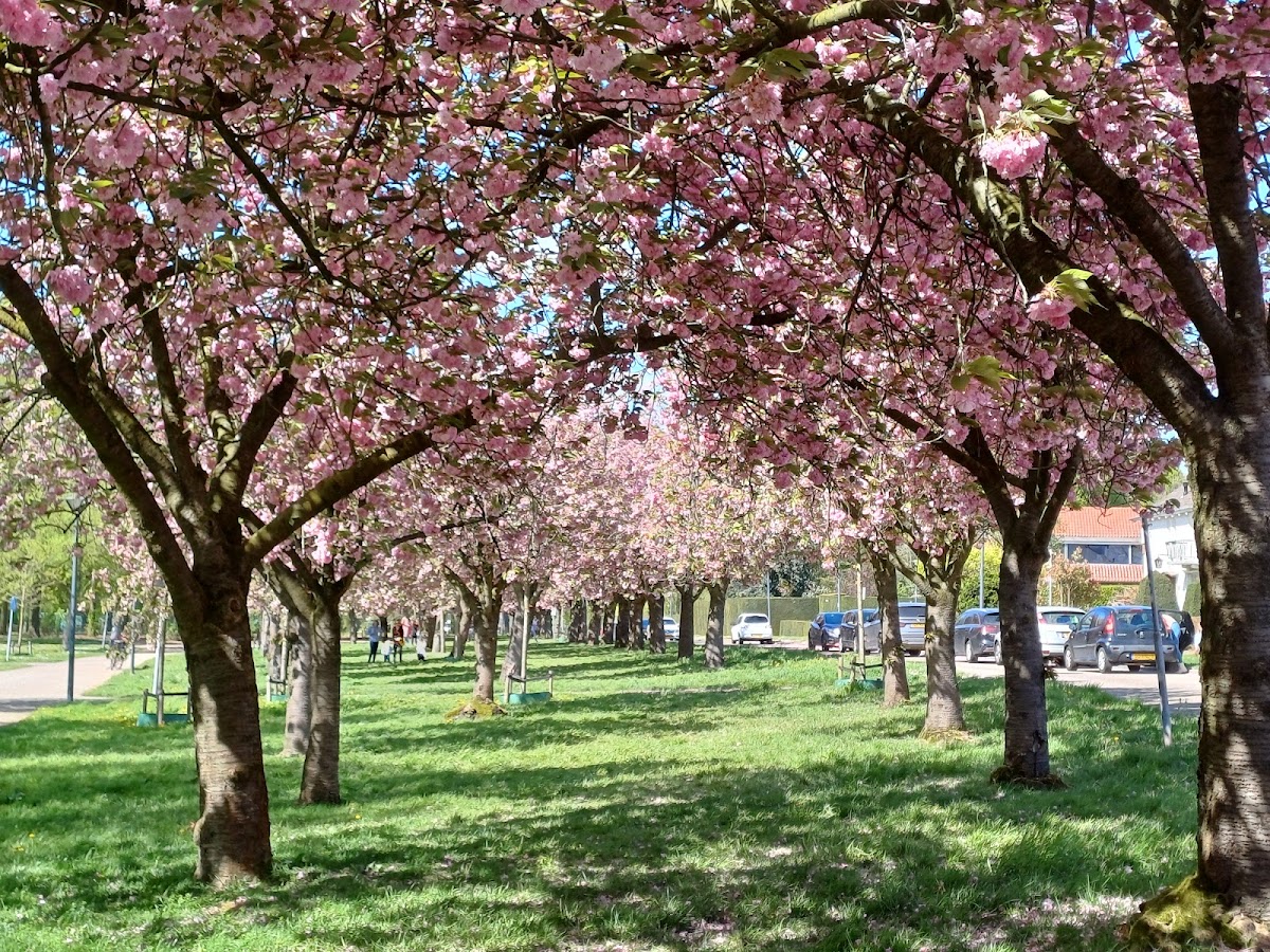 Stadspark Sittard